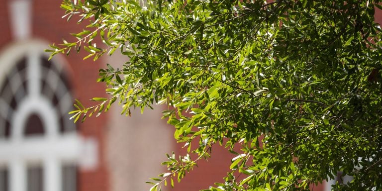 Tree in front of Wright Auditorium