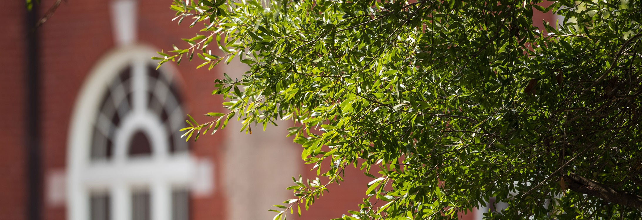 Tree in front of Wright Auditorium